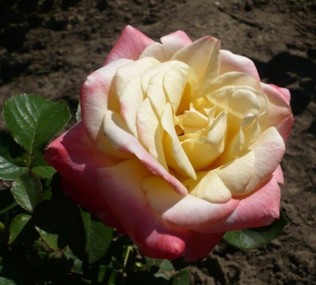 Роза флорибунда Фуджи v5 Lav 
