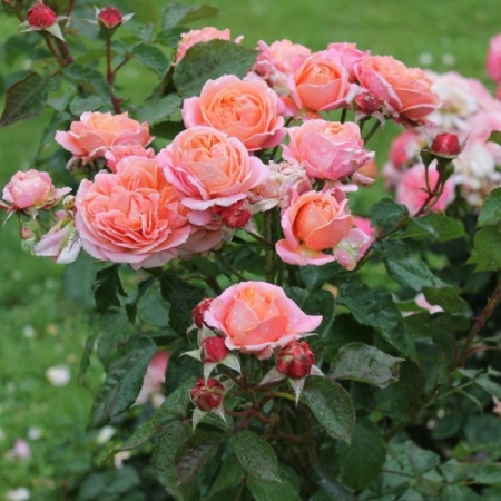 Роза чайно-гибридная Мэри Энн v5 Lav 