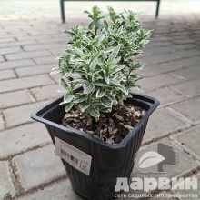 Бересклет японский Микрофилус Альбовариегата v2 Lav по цене  Бересклет японский Микрофилус Альбовариегата v2 Lav