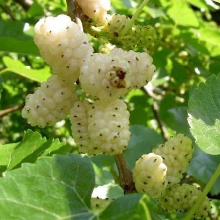 Растение шелковица белая Спирата с3/60-100 Bor 