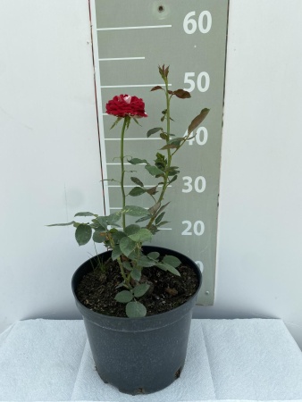 Роза чайно-гибридная Люксор  v5 Lav 
