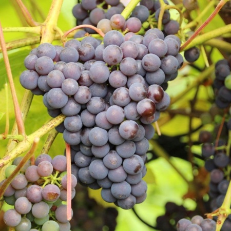 Виноград плодовый Изабелла, фиолетовый v5 Tim 