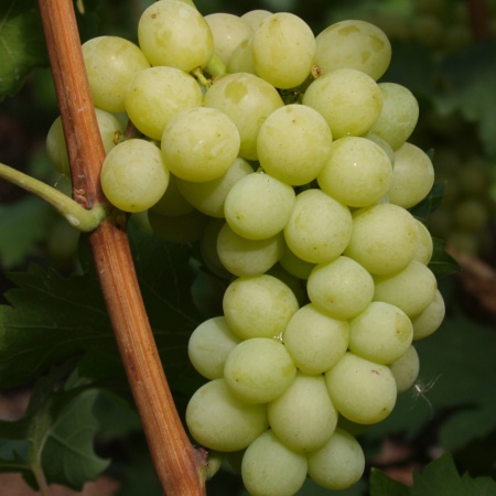 Виноград плодовый Саграйон, желтый  в коробке Tim 