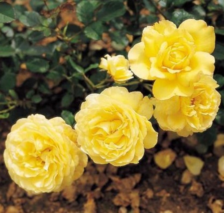 Роза миниатюрная Голден Мейландина в коробке AV 