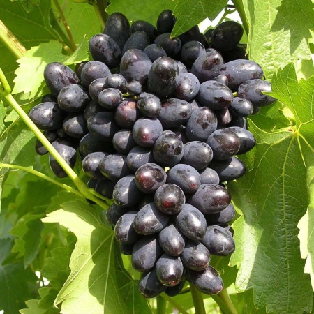 Виноград плодовый Кодрянка, фиолетовый в коробке Tim 