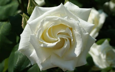 Роза флорибунда Бианка v5 Lav 