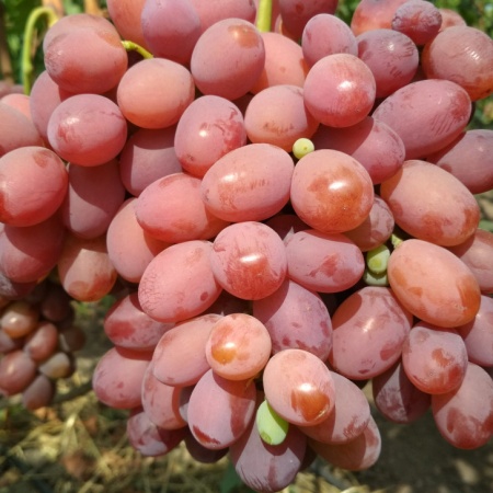 Виноград плодовый Оригинал, розовый v5 Tim 