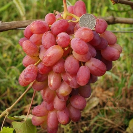Виноград плодовый Юбилей Новочеркасска розовый в коробке ЦО 