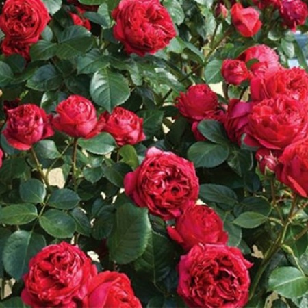 Роза парковая Ред Эден Роуз v5 Lav 