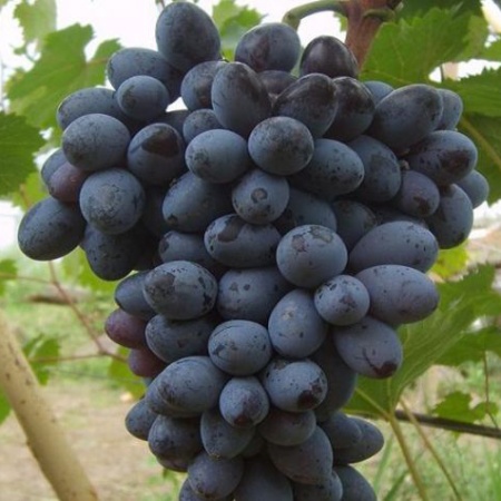 Виноград плодовый Осенний черный, фиолетовый в коробке Tim 
